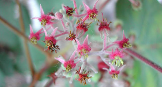 Image Alt Text